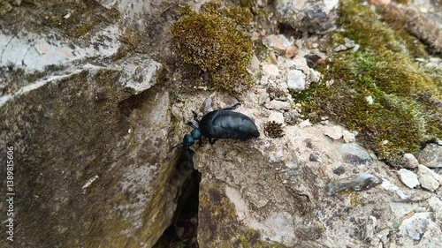 Violet Oil-Beetle Poison Climbing on the Rock 03