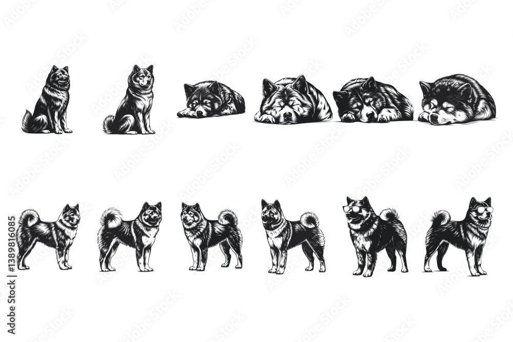 Fototapeta premium Akita dog