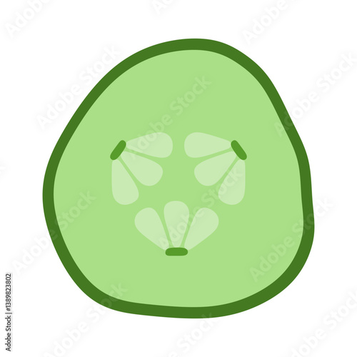 cucumber cross section isolated vector