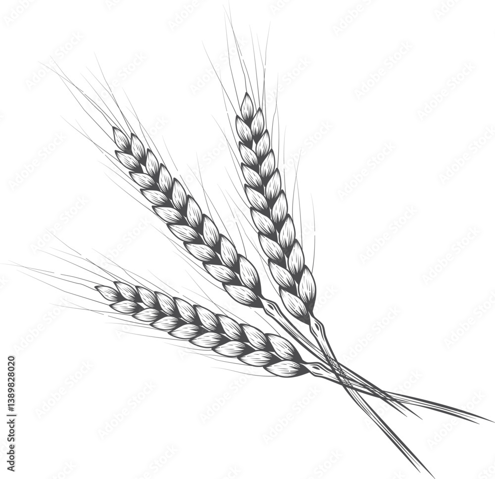 Obraz premium Wheat ears. Set of wheat ears in different positions. Agricultural field of wheat. Farming of grain products and bread baking.