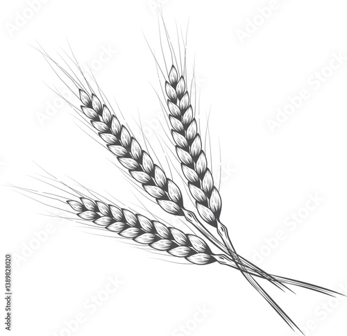 Wheat ears. Set of wheat ears in different positions. Agricultural field of wheat. Farming of grain products and bread baking.