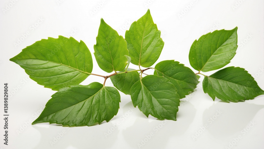 Fresh Green Leaves Isolated on a White Background for a Clean Look