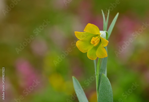 Fritillaria 1388