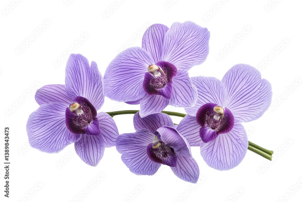 Zygopetalum Orchids Image on transparent background Zygopetalum Orchids Image on transparent background