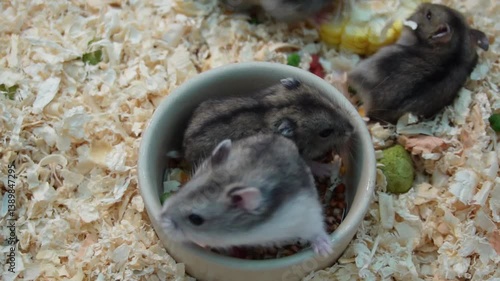 hamster sitting in animal feed