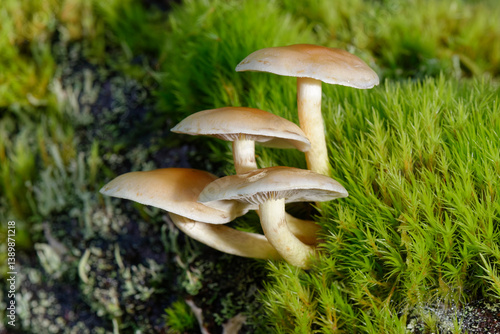 Sulphur tuft fungus (Hypholoma fasciculare) clump growing on a moss covered rotting log in deciduous woodland, Gloucestershire, England, UK. October. 
