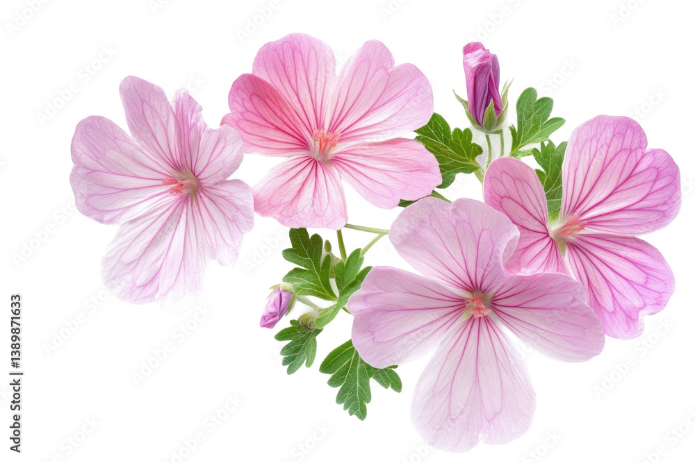 Fototapeta premium Isolated Geranium Image on transparent background