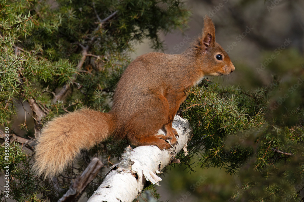 Red squirrel (Sciurus vulgaris) resting on branch, Insh, Highlands, Scotland, UK. April. Red squirrel (Sciurus vulgaris) resting on branch, Insh, Highlands, Scotland, UK. April.