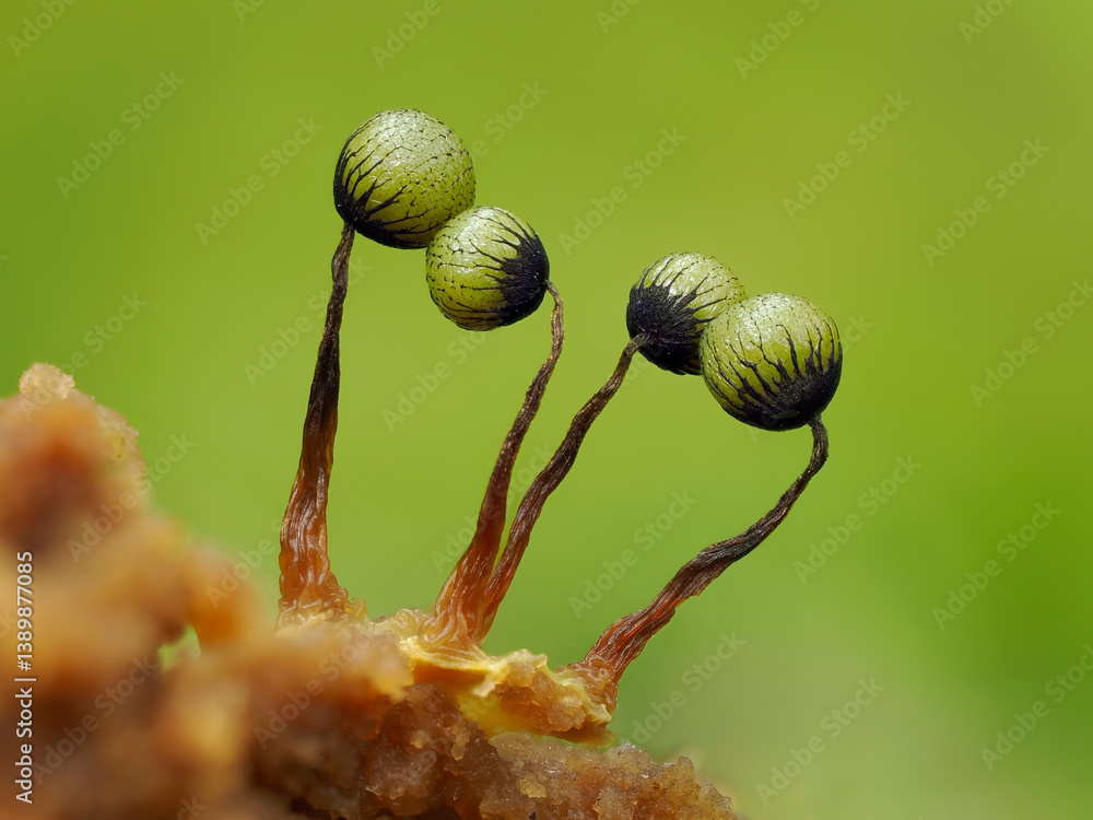 Slime mould (Cribraria aurantiaca) immature sporangia on rotting pine log, Buckinghamshire, England, UK. July. Focus stacked. 
