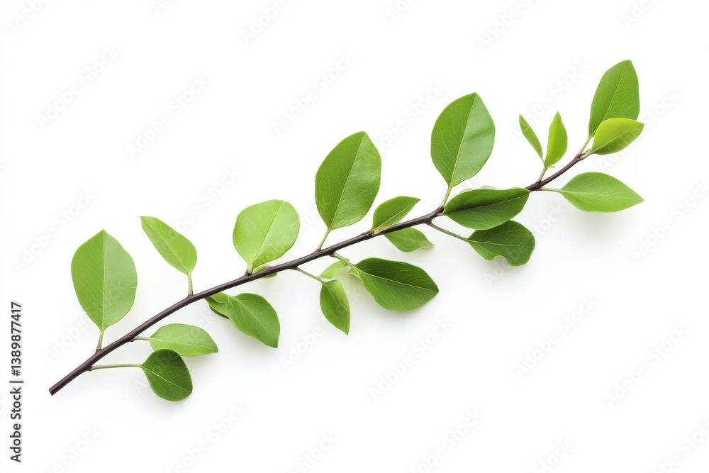 Fototapeta premium Fresh green branch with vibrant leaves isolated on white background simple clean nature image