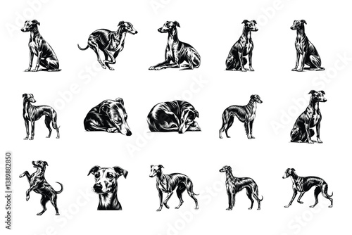 Whippet Dog