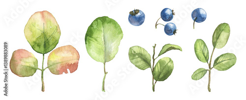 Watercolor realistic detailed leaves and blueberries o nwhite background - botany set. Hand painted plants and berries