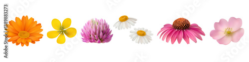 Wildflowers blossom, isolated set of plants inflorescence. Vector realistic plants, gerbera and chamomile, cosmos and clover flower blooming. Heads of chrysanthemum or echinacea, summer or spring