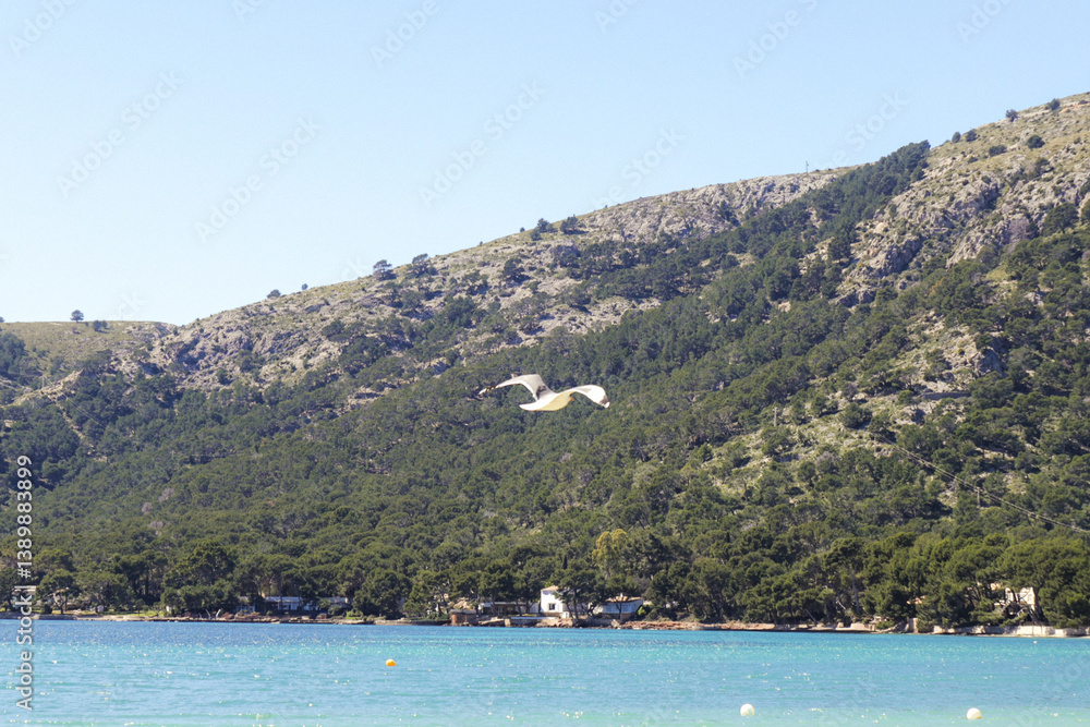 Fototapeta premium seagull flying over mountains and sea