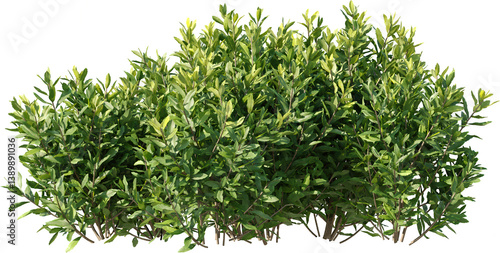 Bush, Boxwood, Bushes, Grass Fence, Plant Decor
