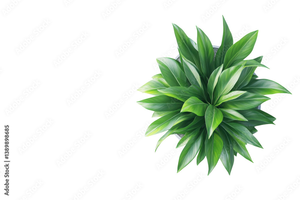 Fototapeta premium Lush green plant in pot vibrant foliage bright overhead light simple white background