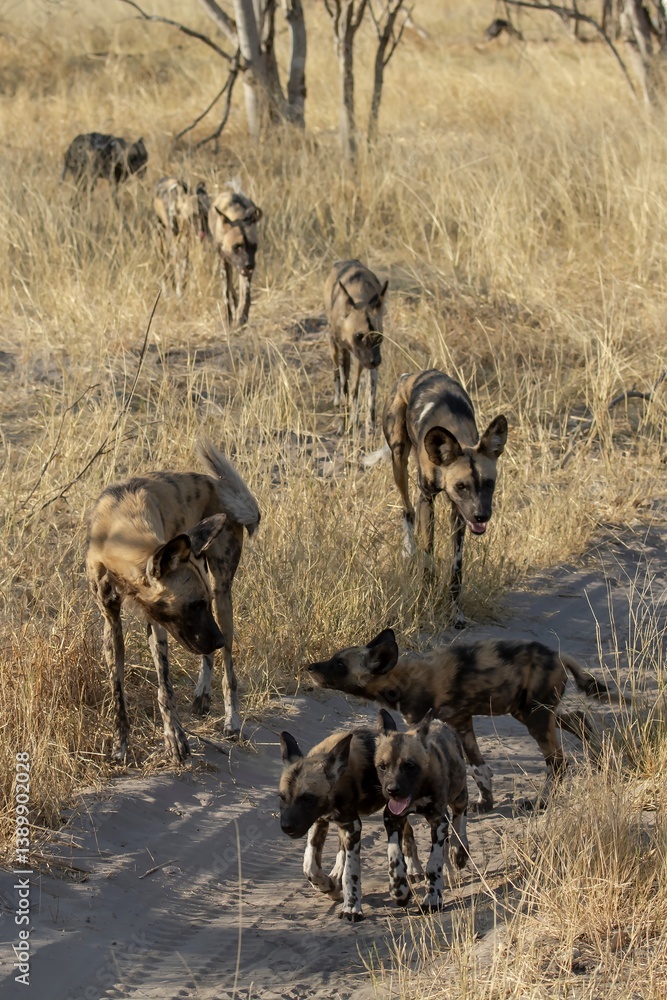 Fototapeta premium wildog in the savanna , Africa