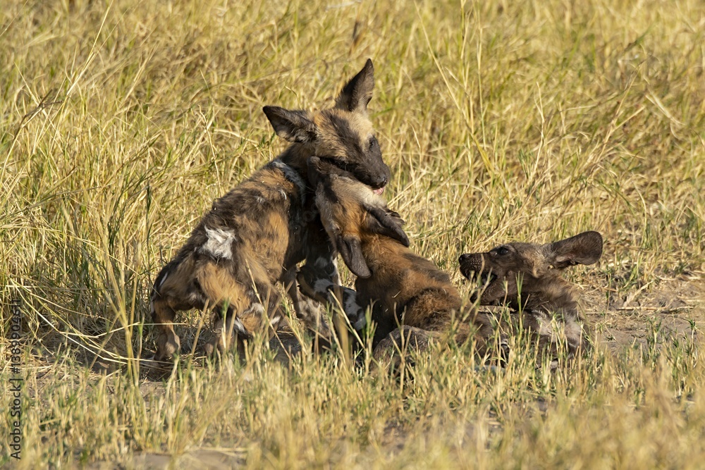 Fototapeta premium wildog in the savanna, Africa