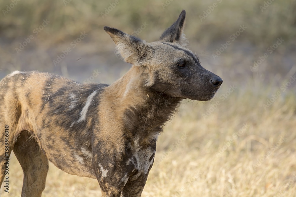 wildog in the savannah , Africa wildog in the savannah , Africa