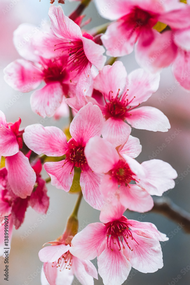Fototapeta premium a Pink Blossoms on a Tree Branch in Springtime