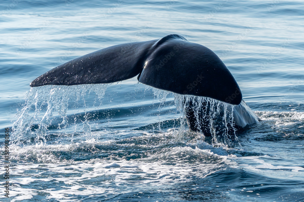 Fototapeta premium Physeter macrocephalus spermwhale in mediterranean sea