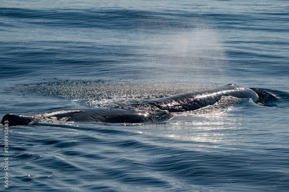 Obraz premium Physeter macrocephalus spermwhale in mediterranean sea