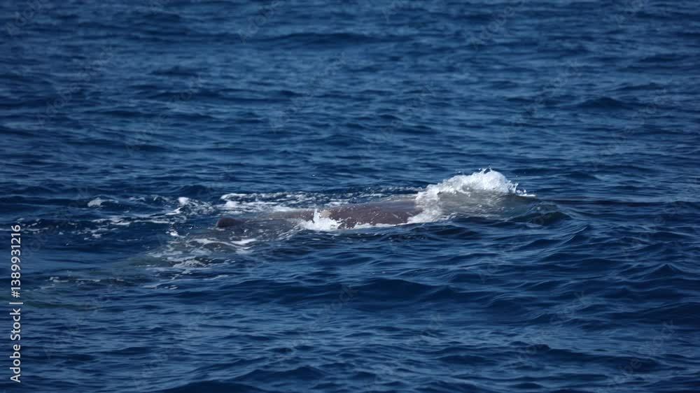 A Physeter macrocephalus spermwhale in mediterranean sea A Physeter macrocephalus spermwhale in mediterranean sea