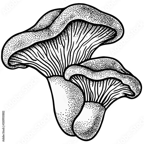 vector illustration of mushrooms