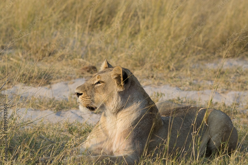 Fototapeta premium Lions in wild savannah , Africa