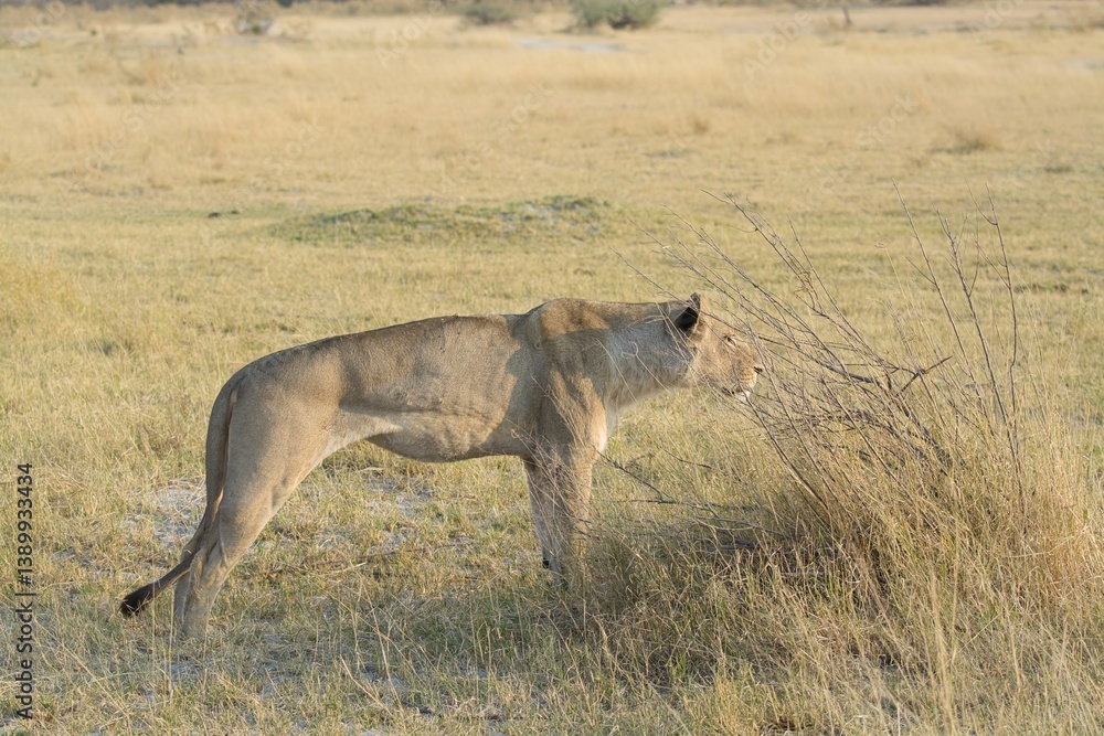 Naklejka premium lion in the wild savannah , Africa 