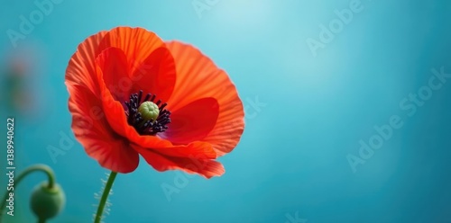 Poppy flower with stamen and pistil on a soft focus blue background, bloom, garden, isolated