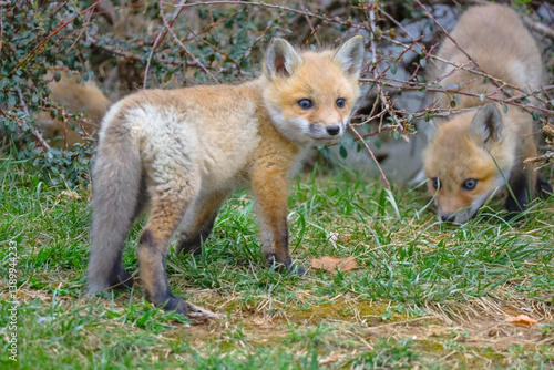 Wallpaper Mural Baby foxes playing Torontodigital.ca