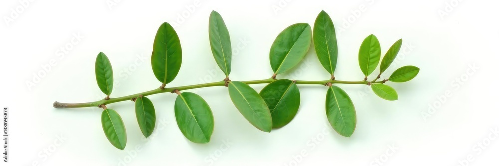 Fototapeta premium Single eucalyptus leaf isolated on white background, greenery, foliage