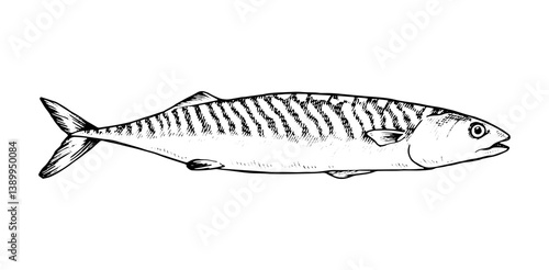 Vector illustration of a mackerel fish in black and white. This hand drawn line art sketch. For seafood packaging, culinary and marine designs. With a white isolated silhouette on the background