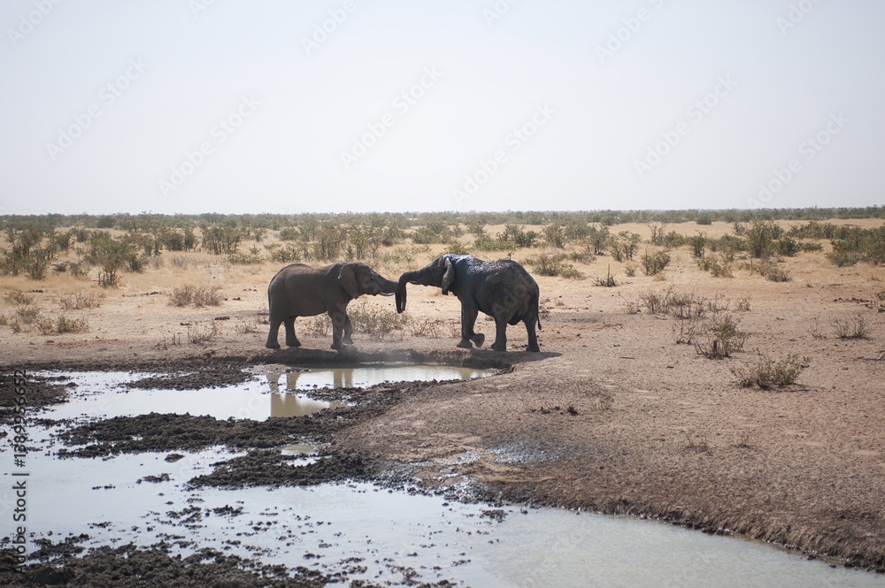 Obraz premium wild elephant in savanna,Africa