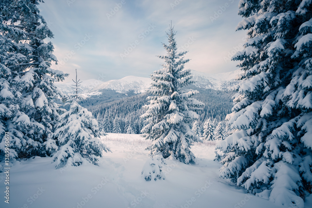 Fototapeta premium Fantastic winter landscape with fir trees covered with loose snow.
