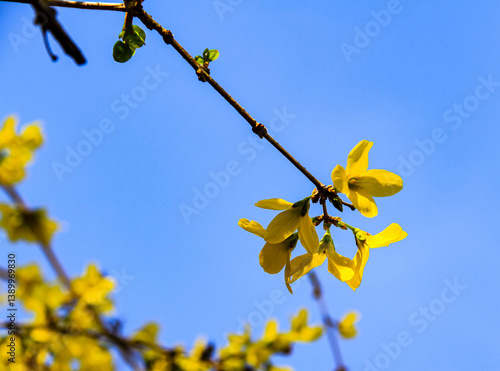 yellow spring flowers