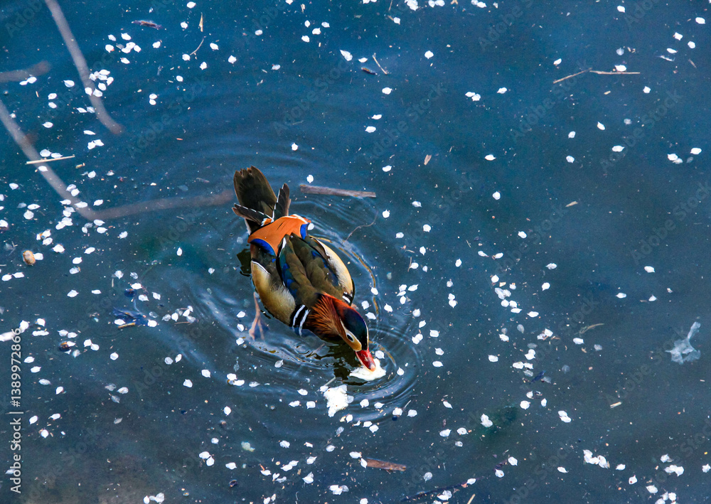 The mandarin ducks are on the lake The mandarin ducks are on the lake