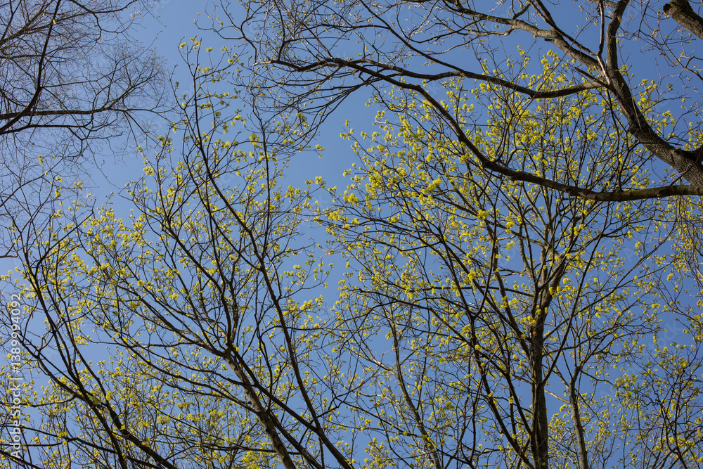 Bare tree branches in early spring against blue sky on a sunny day
Bare tree branches in early spring against blue sky on a sunny day