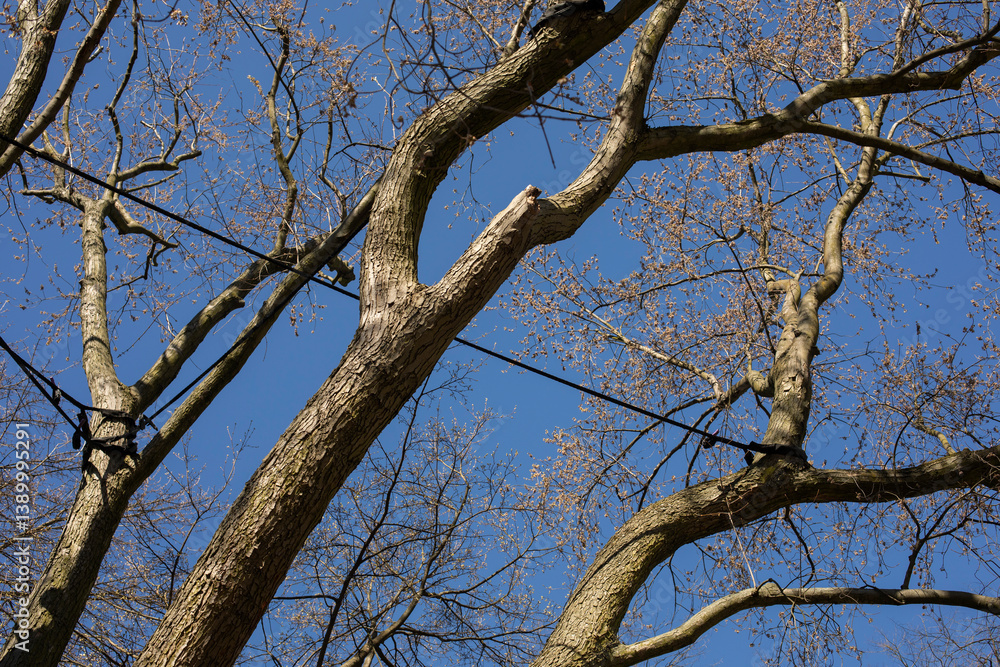 Tree crown stabilization. Protection of branches and trunks from breakage, preservation of old trees in parks and gardens, safety in parks, care for the environment
Tree crown stabilization. Protection of branches and trunks from breakage, preservation of old trees in parks and gardens, safety in parks, care for the environment