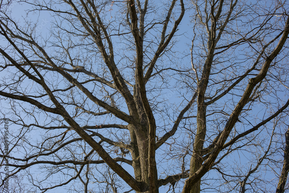 Bare tree branches in early spring against blue sky on a sunny day
Bare tree branches in early spring against blue sky on a sunny day