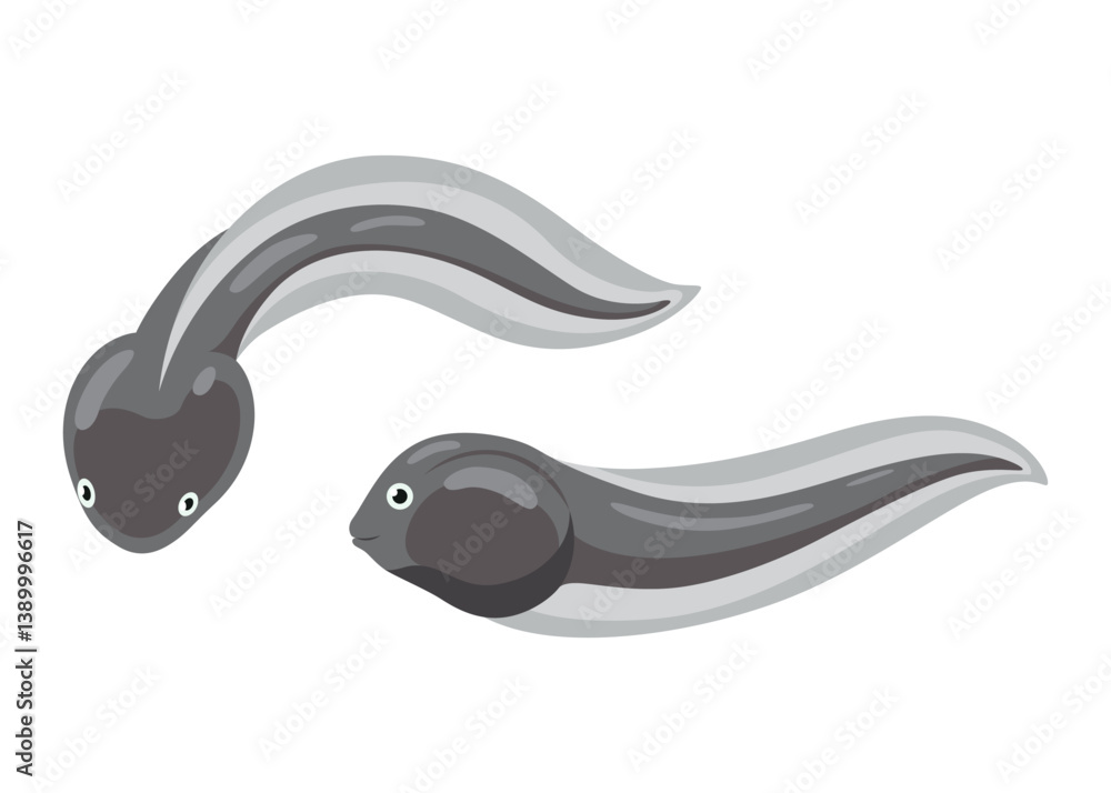 Frog life cycle stage. Tadpole. Wild water animal, development toads. Amphibian illustration. Hand drawn colorful diagram on white background