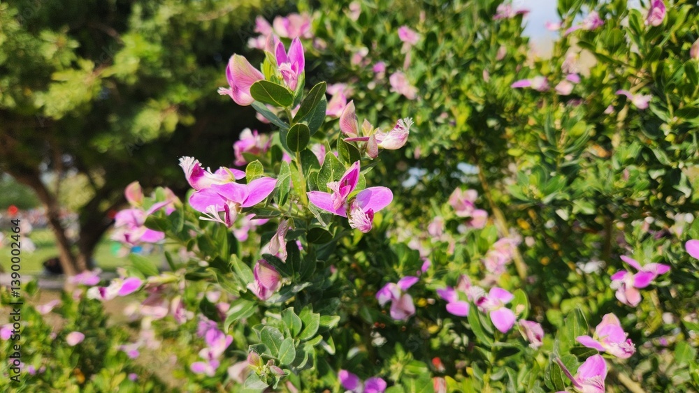 Naklejka premium In spring, Myrtle-leaf milkwort (Polygala myrtifolia) graces parks with its delicate pale pink blossoms, adding a soft, enchanting beauty to open spaces and vibrant landscapes.