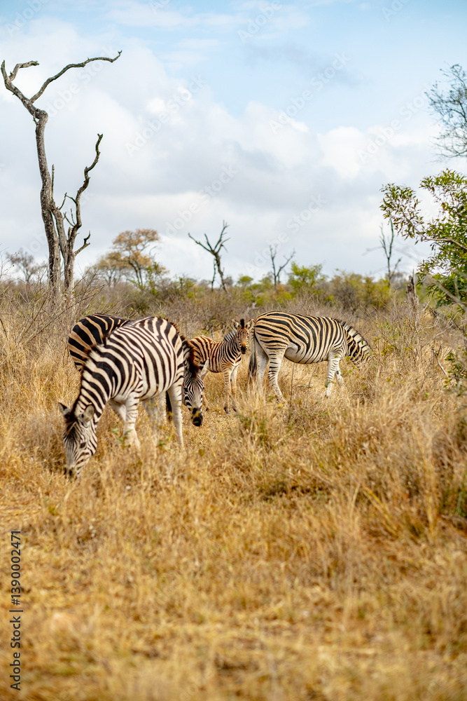 Obraz premium zebras in the savannah South Africa