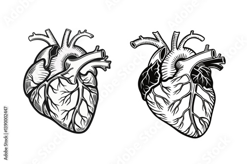 Human heart with veins and arteries. Vector illustration 