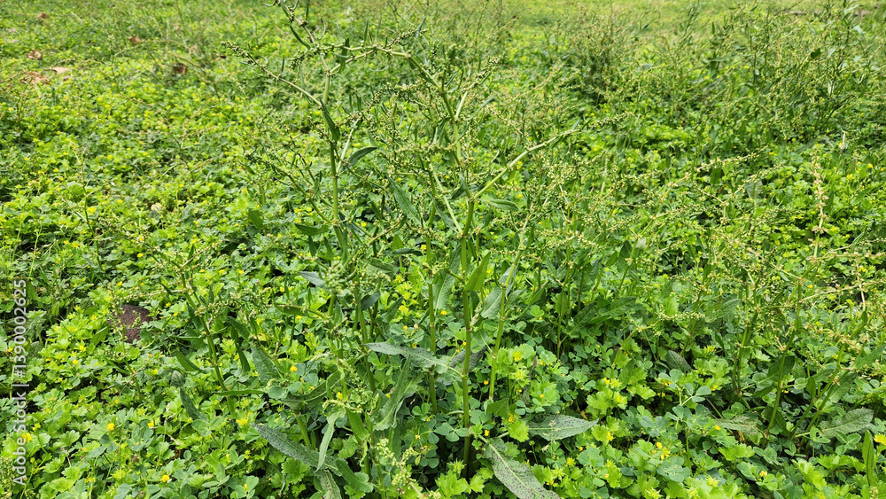 In a city park in Medietrranean coastal area, an unidentified Rumex species thrives quietly, its tenacity allowing it to grow and flourish, embodying the resilience of nature in its humble existence