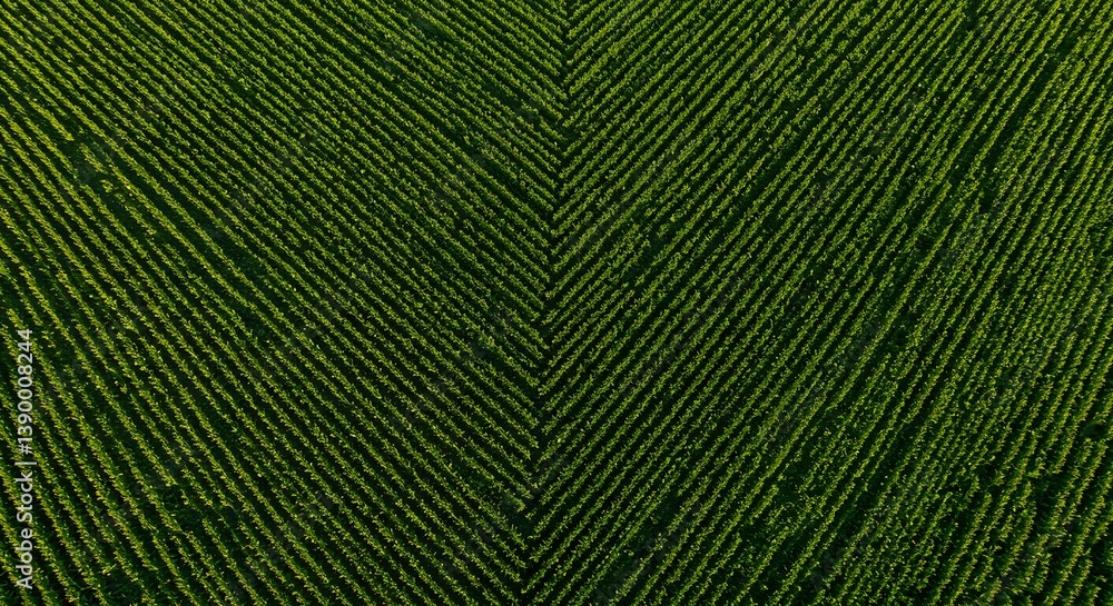Fototapeta premium Aerial perspective of a verdant farm landscape with converging rows
