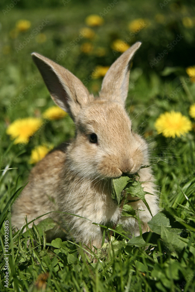 Fototapeta premium A small brown rabbit sits on green grass against a background of yellow dandelions and eats a green leaf.