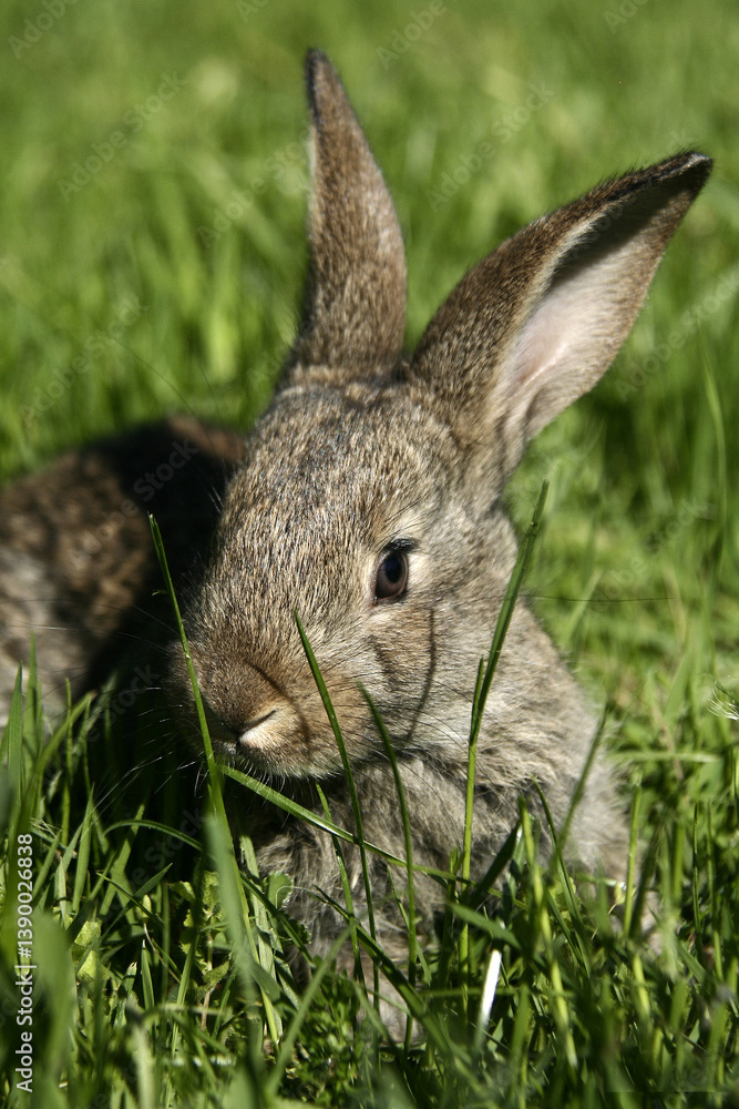 Fototapeta premium A small gray colored rabbit sits on green grass in nature.