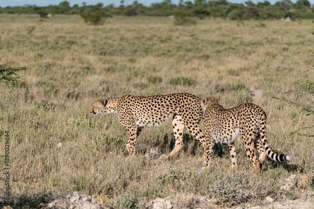 cheetah in wild savanna , Africa cheetah in wild savanna , Africa